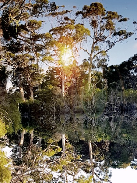 Flare, Land, Light, Nature, Outdoors, Sky, Sunlight, Tree, Vegetation, Woodland
